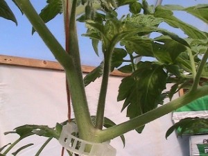Picture of a sucker growing from a tomato plant courtesy of mhpgardener of You Tube.
